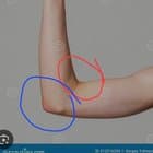 Are there two seperate names for the red and the blue part or is both called the "elbow"?